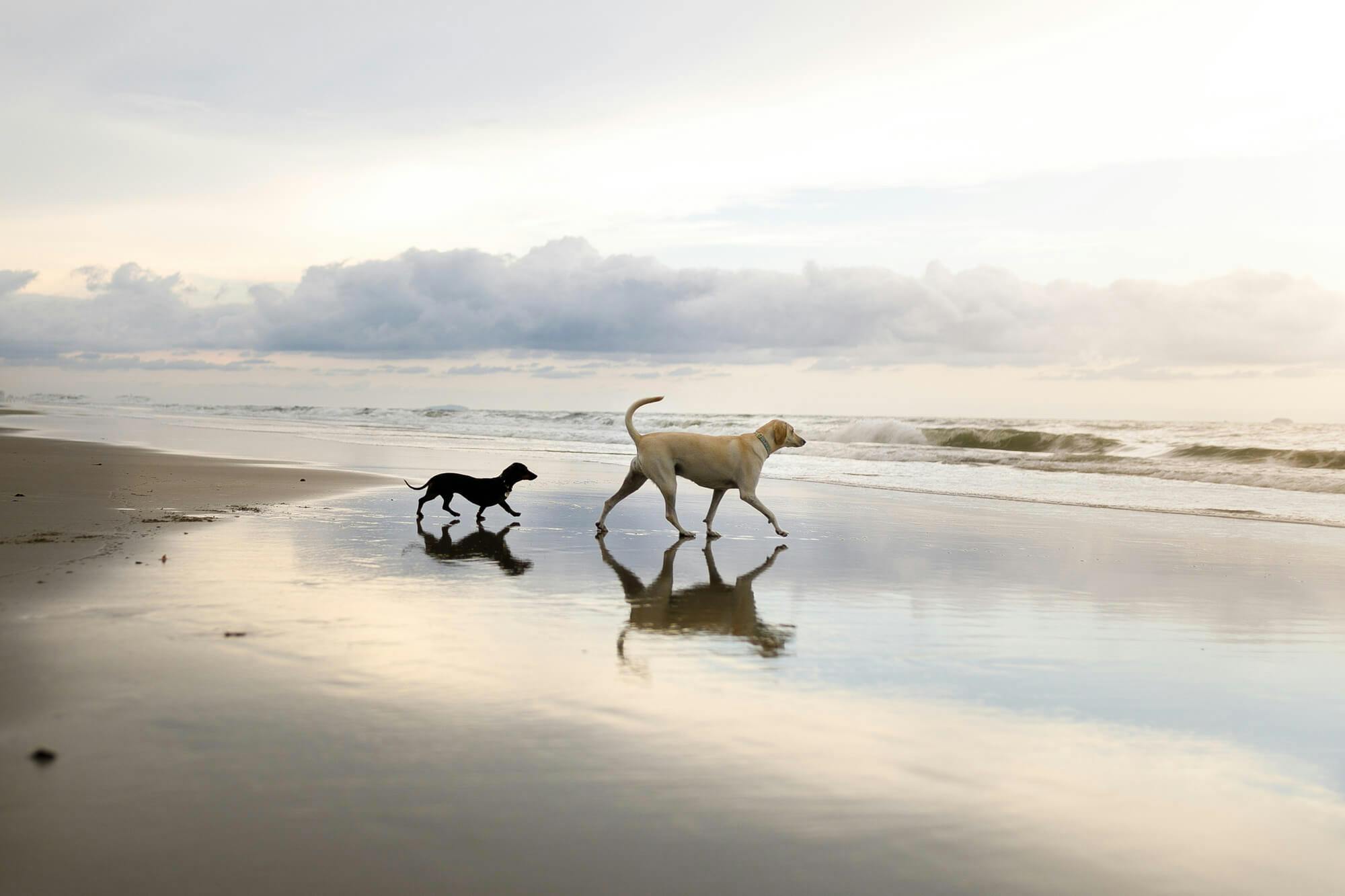 A dachshund and a golden retriever walking along a beach