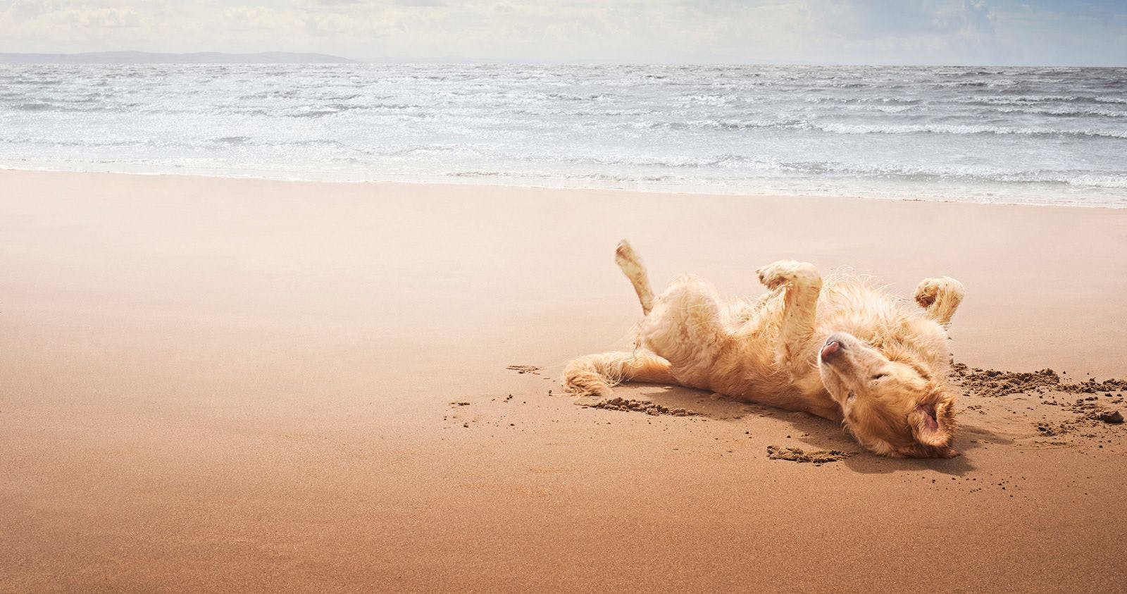 Golden retriever rolling on the sand