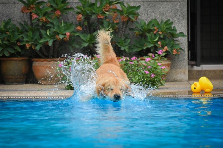 A golden retriever puppy splashes into the water in a private pool