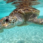 Orlando vacation rentals
