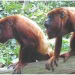 Howler monkeys