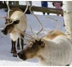 Snowmass chalets