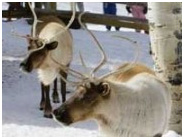 Snowmass chalets