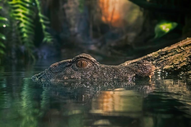 Gatorland and other attraction tickets at Top Villas