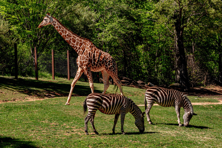 Kilimanjaro Safaris