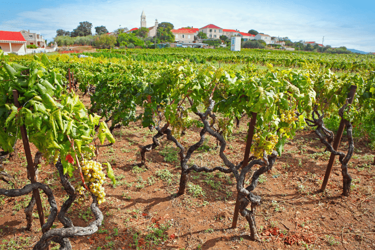 Korčula wine