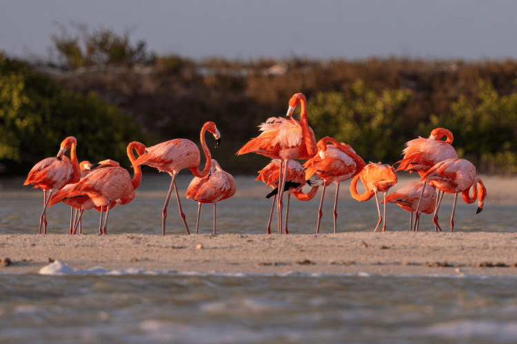 Las Coloradas