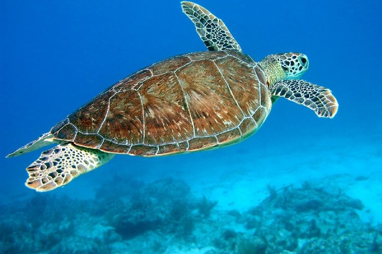 Turtle Florida Keys