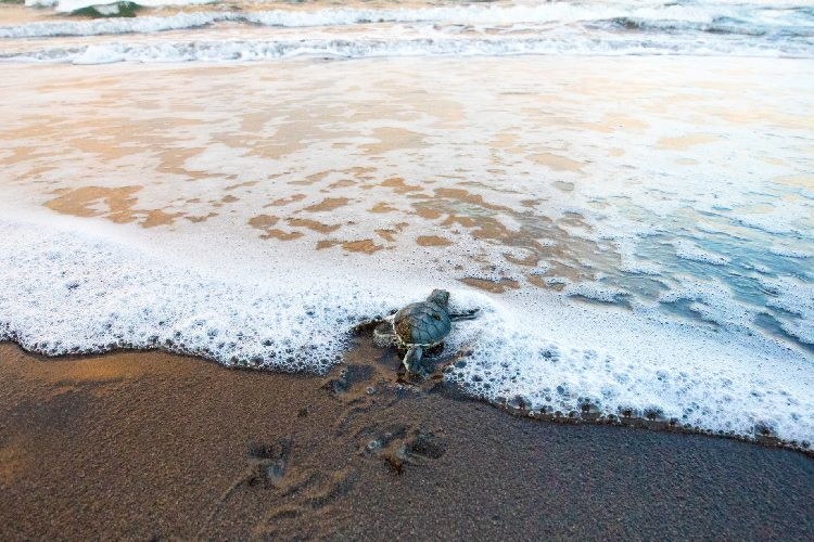 Turtles Costa Rica