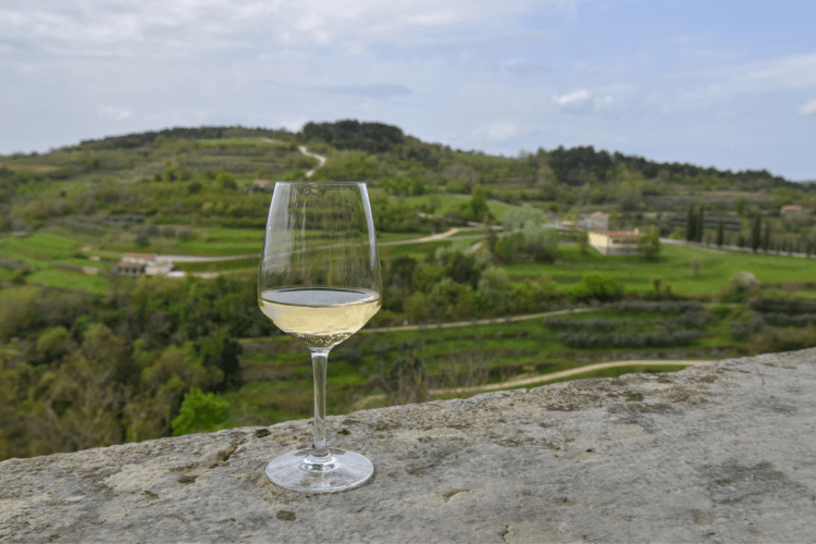 Wine Tasting Istria