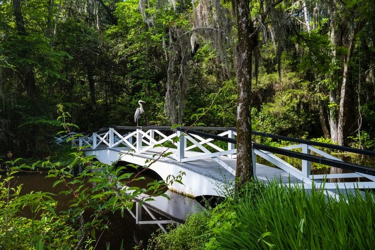 Things to do in Charleston Sc, Magnolia Plantation gardens, Top Villas