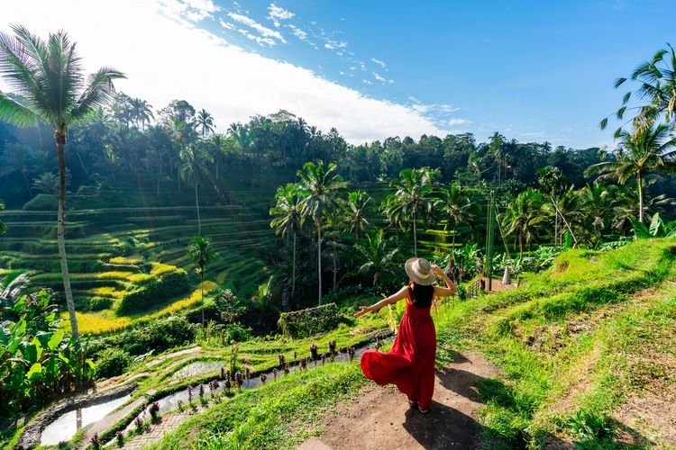 Thailand vs Bali, rice fields in Indonesia, Top Villas