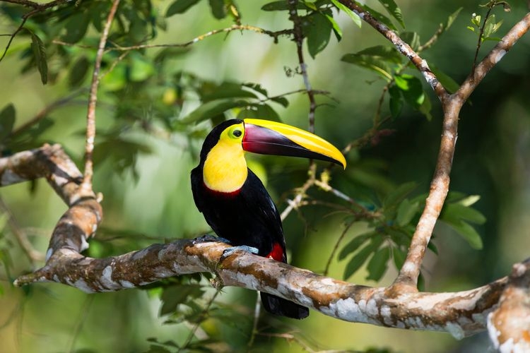 Best things to do in Costa Rica, wildlife spotting, toucan, Top Villas