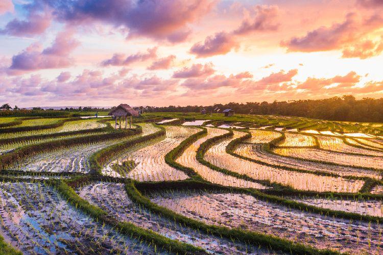 Rice Terraces Seseh