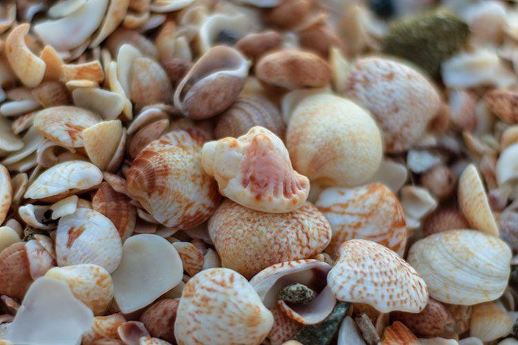 Shell Beach