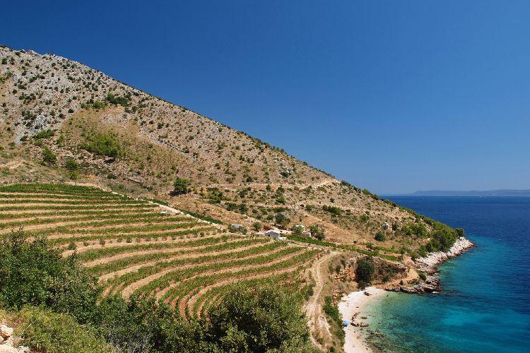 Vineyards Peljesac