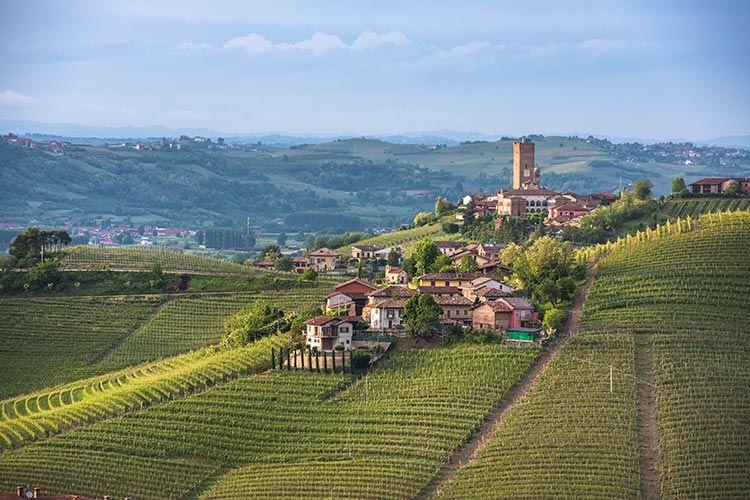 Vineyards in Piedmont