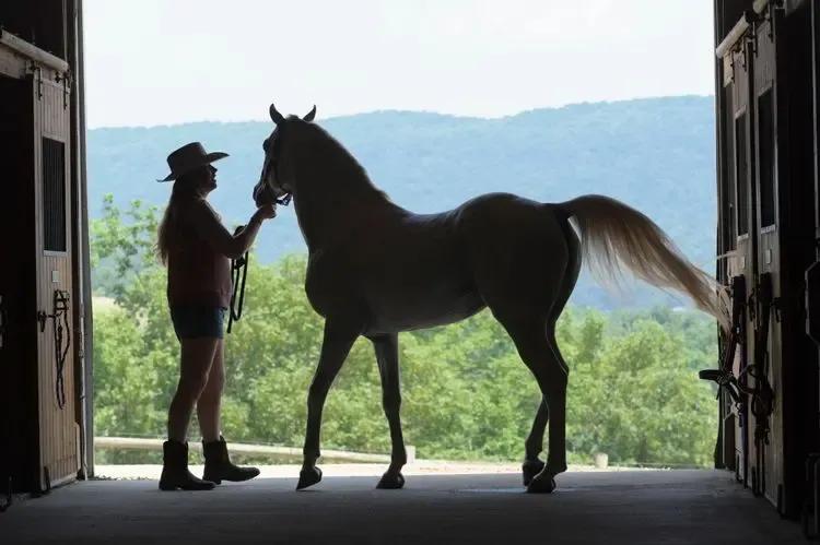 arabian horse show