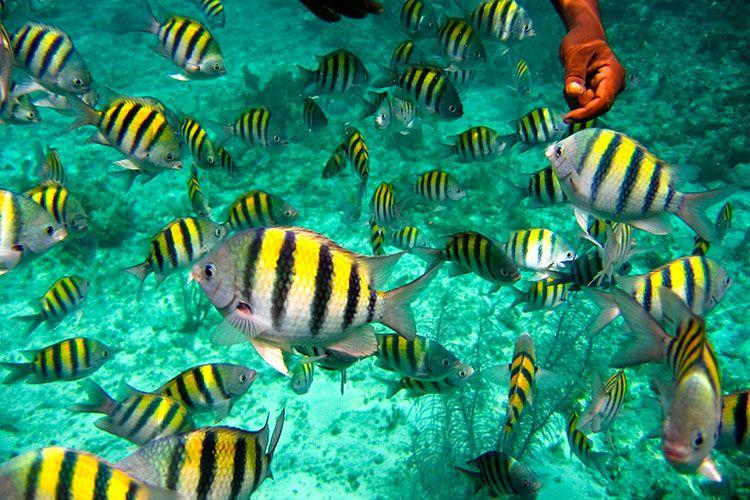 snorkeling 