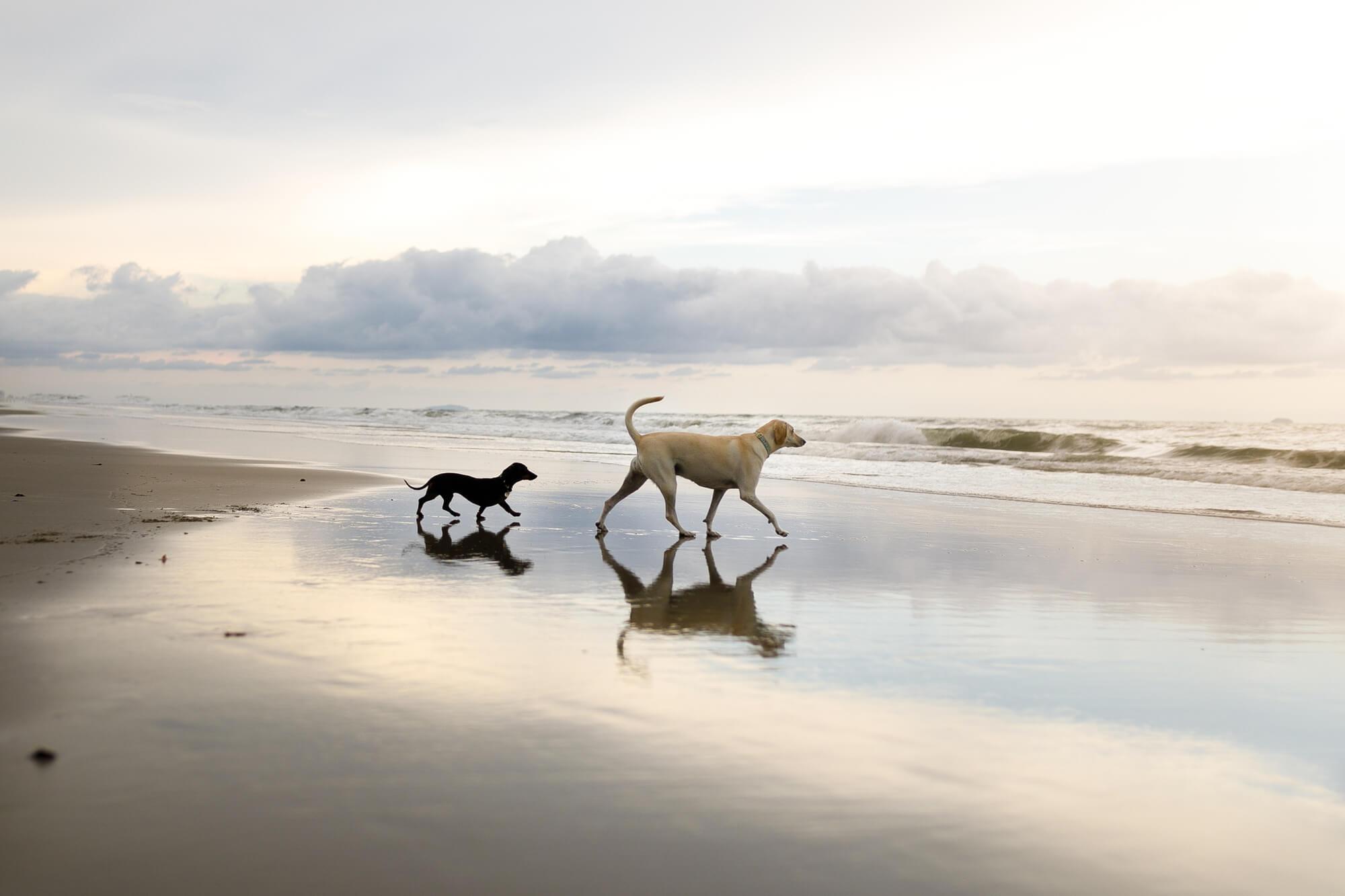 A dachshund and a golden retriever walking along a beach