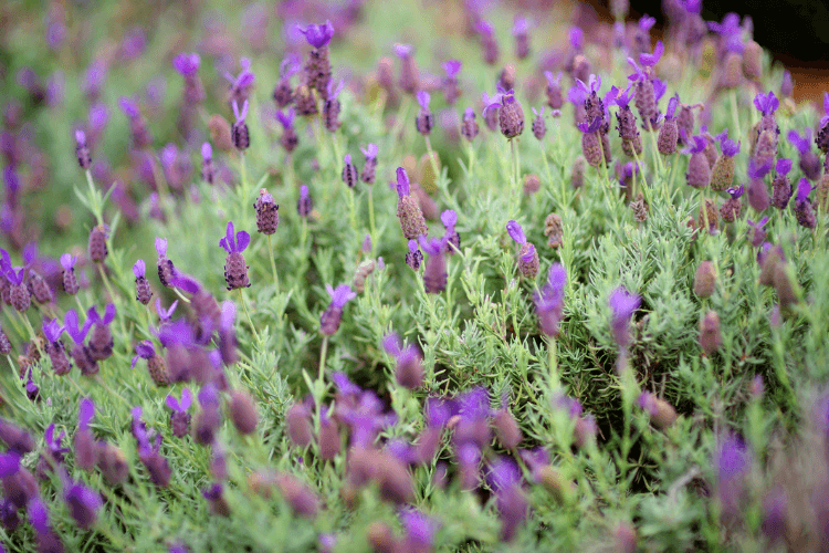 Aliʻi Kula Lavender