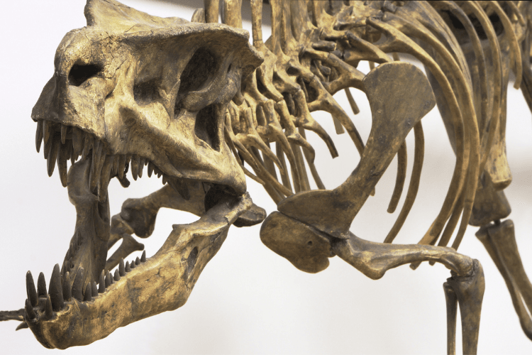 Arizona Museum of Natural History