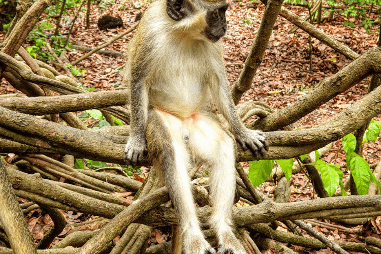Barbados Wildlife Reserve
