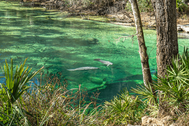 Blue Spring State Park