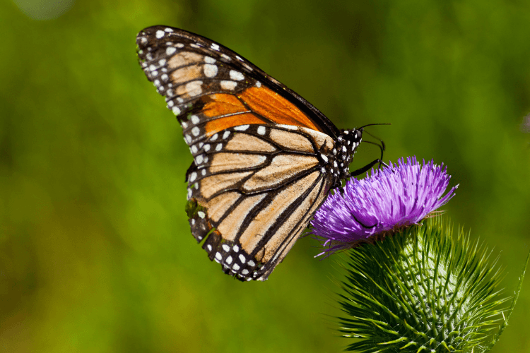 Butterfly Wonderland