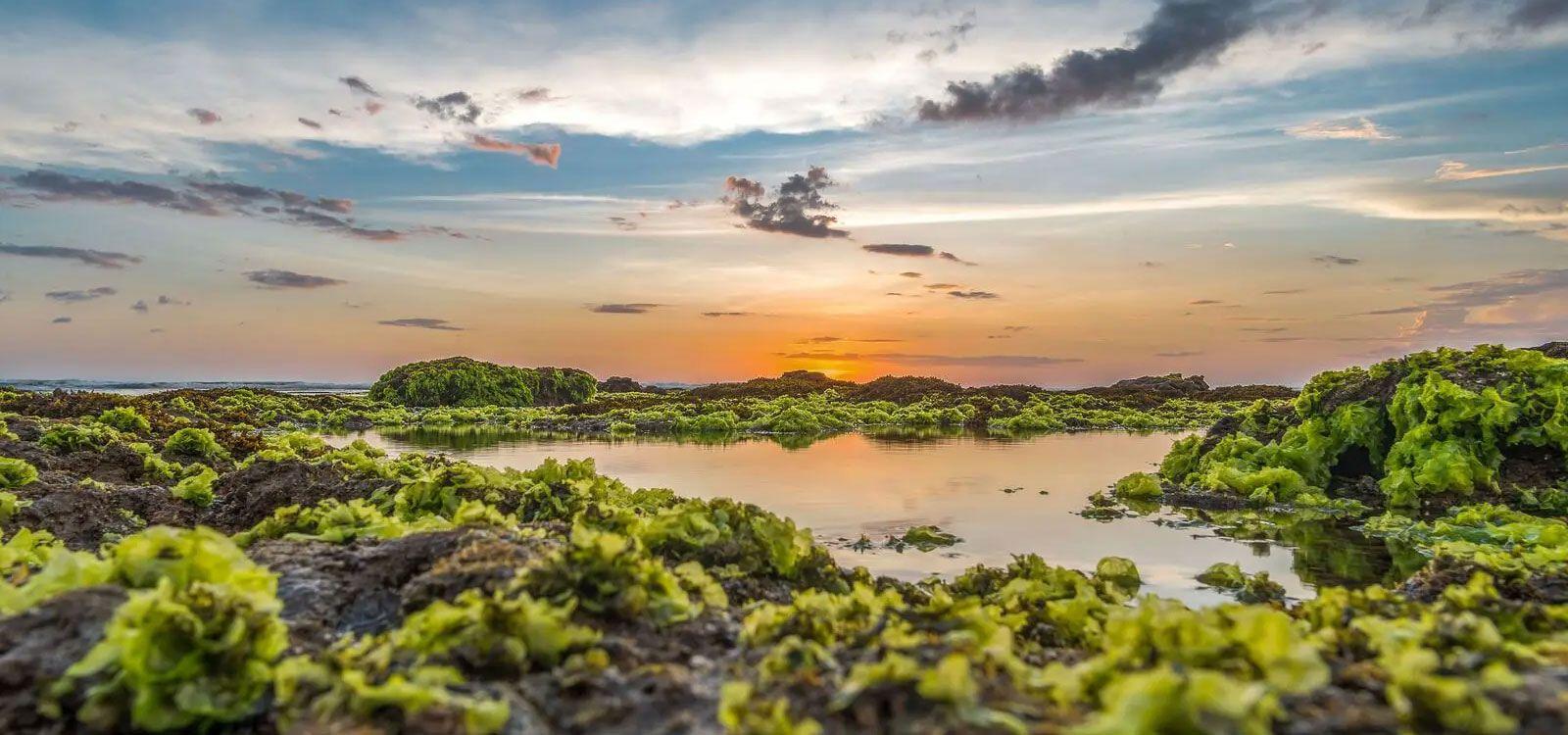 Canggu Luxury Villas & Vacation Rentals