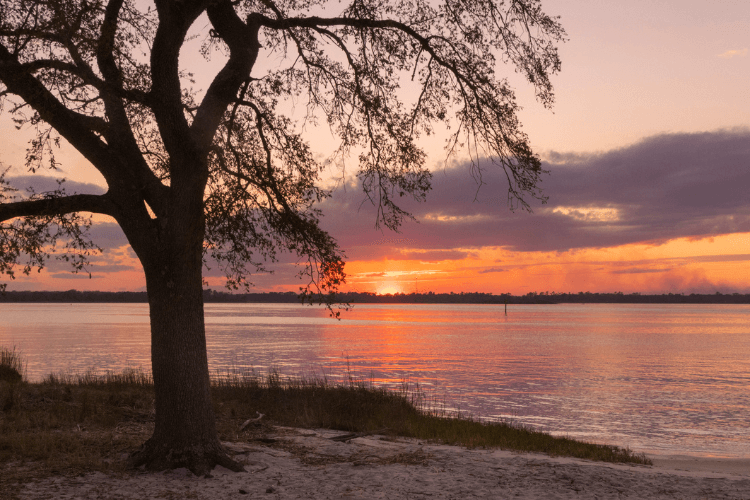 Carolina Beach State Park.