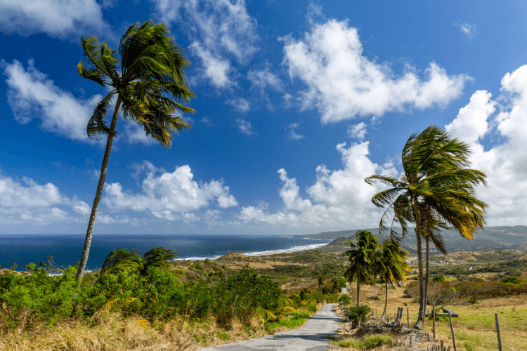 Cherry Tree Hill