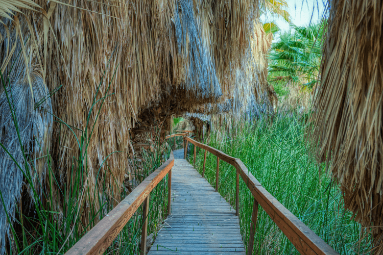 Coachella Valley Preserve