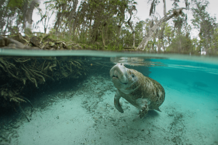 Crystal River Manatees