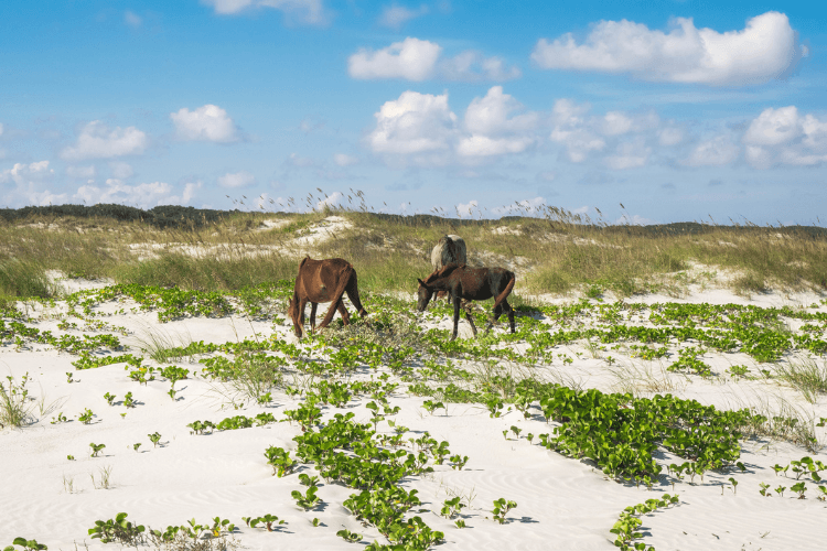 Cumberland Island National Seashore