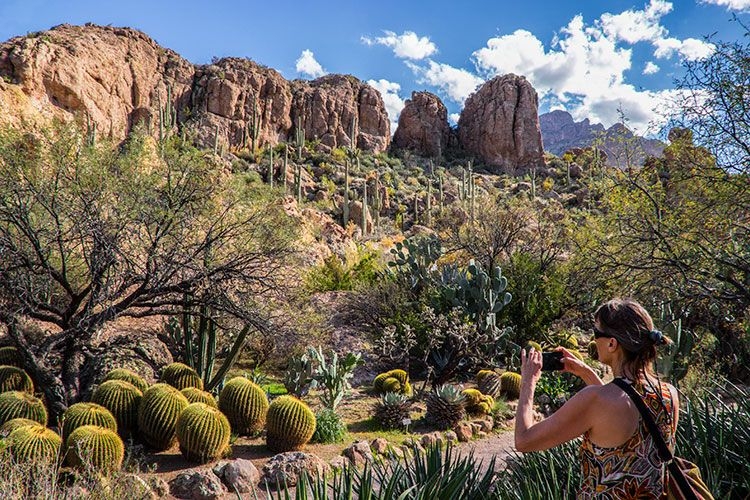 Desert Botanical Garden