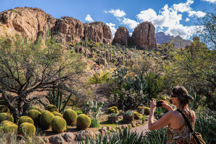 Desert Botanical Garden