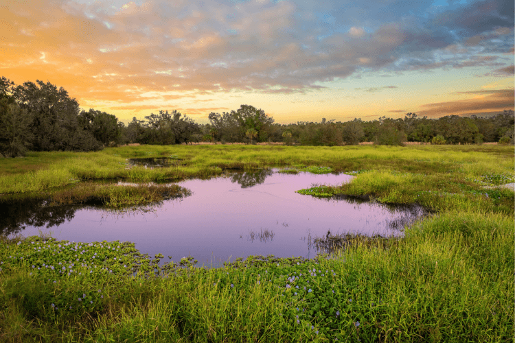 Disney Wilderness Preserve