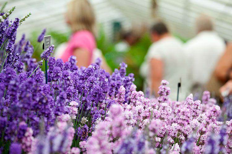 Dollywood’s Flower And Food Festival