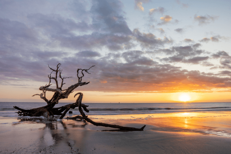 Driftwood Beach.