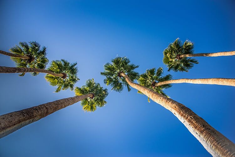 A shot of 6 palm trees taken from ground level looking up the trunks so that the leaves appear high above overhead