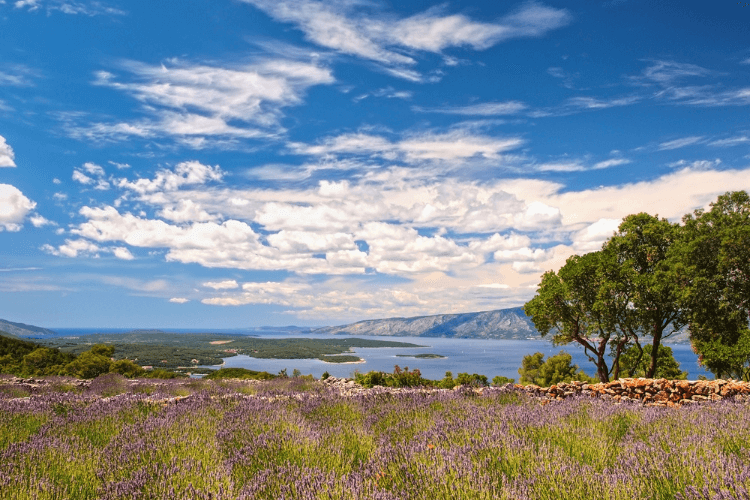 Hvar’s lavender country