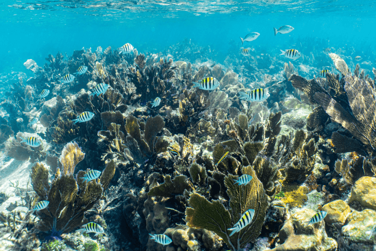 John Pennekamp Coral Reef State Park