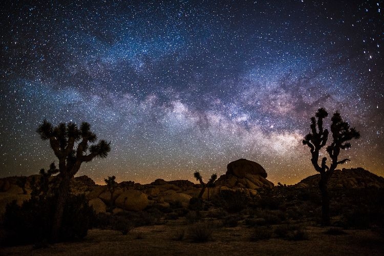 Joshua tree stargazing