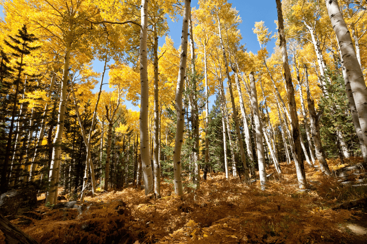 Kachina Trail