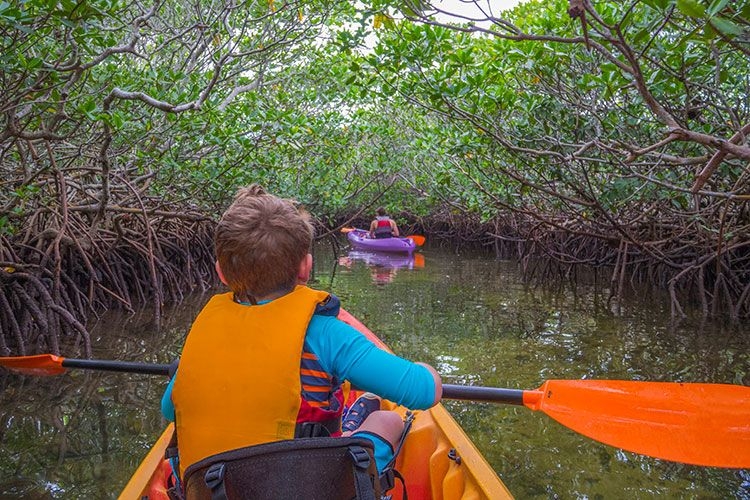 Kayak Mangrove tunnels