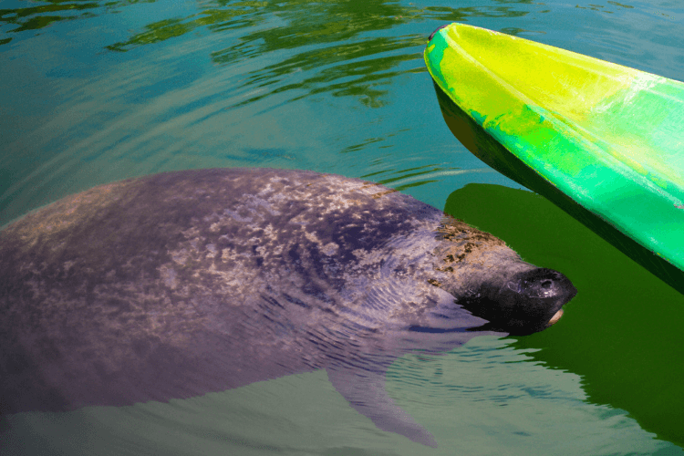 Kayak with Manatees in Florida