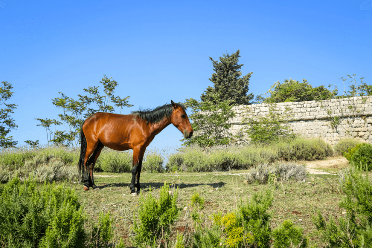 Konavle countryside