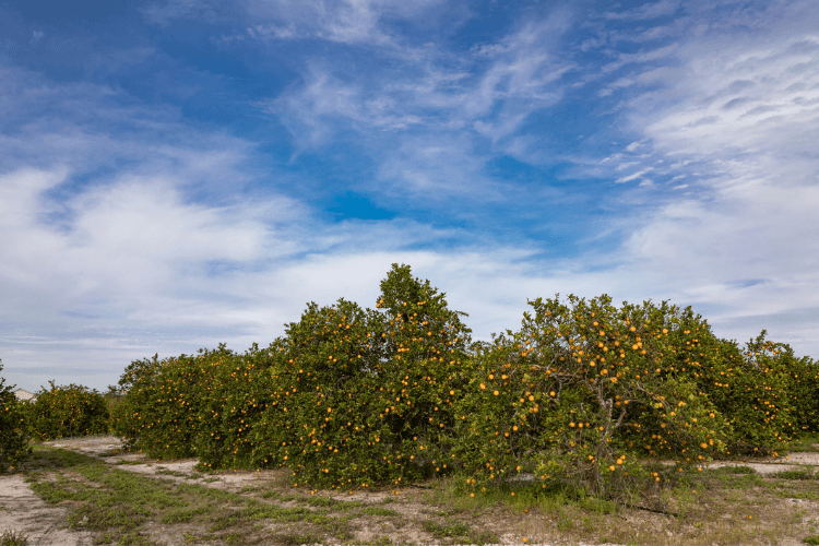Local Farm