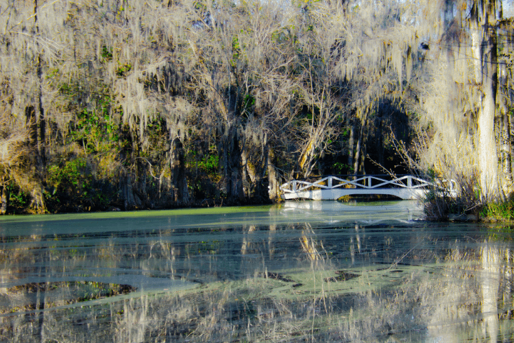 Magnolia Plantation and Gardens